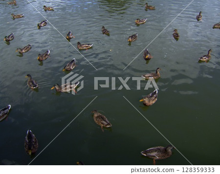 A group of ducks gracefully glides across a calm lake, creating gentle ripples in the water. The atmosphere is peaceful with a bright blue sky above. A group of ducks gracefully glides across a calm lake, creating gentle ripples in the water. The atmosphere is peaceful with a bright blue sky above. 128359333
