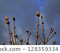 Budding branches stretch upward against a backdrop of dark clouds, capturing the essence of early spring. Nature awakens as new life emerges, promising warmer days ahead. 128359334