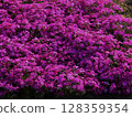 Vibrant purple flowers blooming abundantly in a sunny garden during spring season. High quality photo 128359354