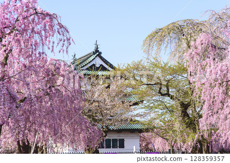 Double-flowered weeping cherry blossoms in full bloom, Hirosaki Castle, Main Tower, Aomori Prefecture Double-flowered weeping cherry blossoms in full bloom, Hirosaki Castle, Main Tower, Aomori Prefecture 128359357