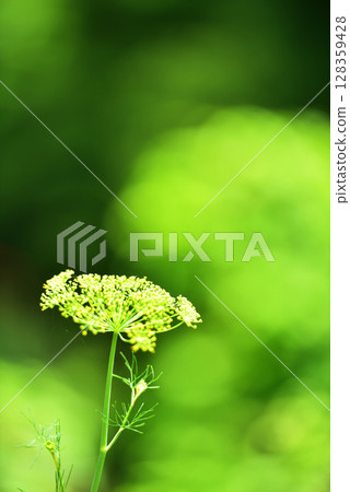 【神戶市】位於山中的植物園-布引香草園 【神戶市】位於山中的植物園-布引香草園 128359428