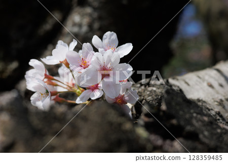 弘前公園外護城河的櫻花（盛開率達80%） 128359485