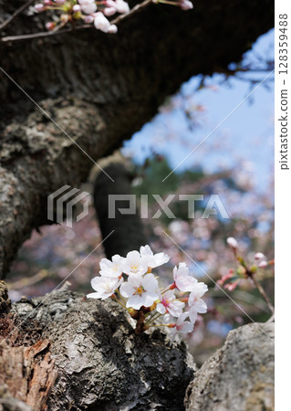 弘前公園外護城河的櫻花(下角) 弘前公園外護城河的櫻花(下角) 128359488