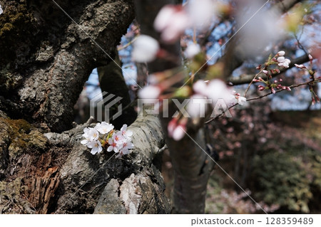 弘前公園外護城河的土吹櫻(初綻) 弘前公園外護城河的土吹櫻(初綻) 128359489