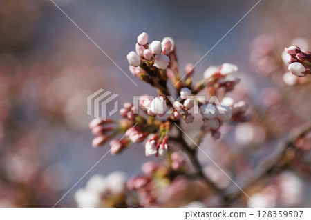 Cherry blossoms herald the arrival of spring (Hirosaki Park) Cherry blossoms herald the arrival of spring (Hirosaki Park) 128359507