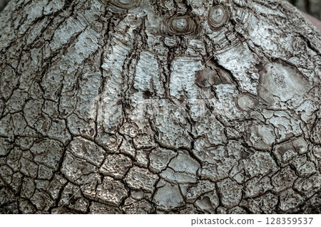 Tree bark sculpture of the Japanese lantern plant [Background material] 128359537