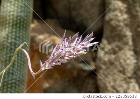 Pale pink flowers of Esposta lanata [Cactaceae] 128359538