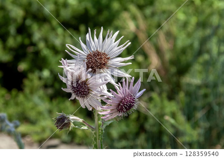 Rare white flowers in Bergheya purpurea, usually mauve 128359540
