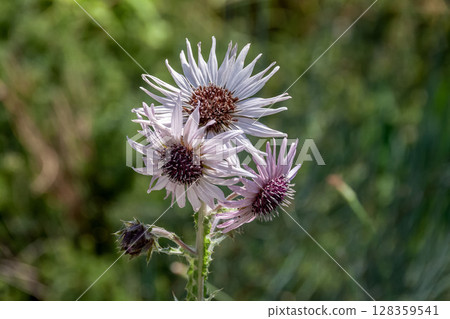 Rare white flowers in Bergheya purpurea, usually mauve 128359541