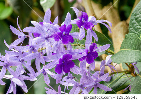 Petrea, a delicate and pretty flower 128359543