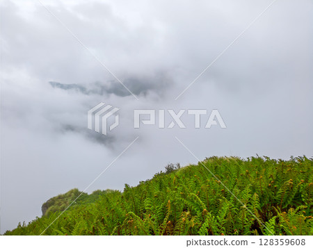 Foggy Cliffside Forest with Misty Mountain View Foggy Cliffside Forest with Misty Mountain View 128359608