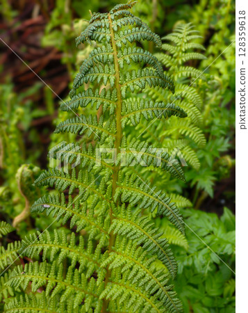 Close-up of a Green Fern Leaf in a Lush Garden 128359618