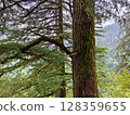 Close-Up of Pine Tree Trunk in Mountain Forest Landscape 128359655