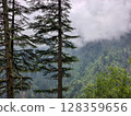 Foggy Pine Forest on Mountain Slope 128359656