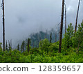 Foggy Mountain Forest with Tall Trees 128359657