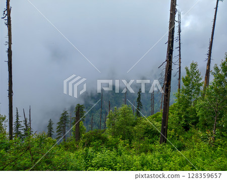 Foggy Mountain Forest with Tall Trees Foggy Mountain Forest with Tall Trees 128359657