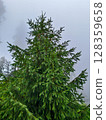 Misty Evergreen Forest Tree 128359658