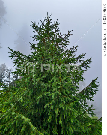 Misty Evergreen Forest Tree Misty Evergreen Forest Tree 128359658