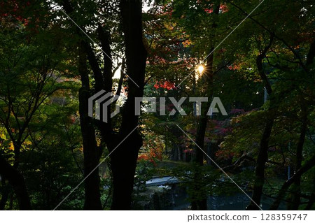 丹波筱山的紅葉 丹波筱山的紅葉 128359747