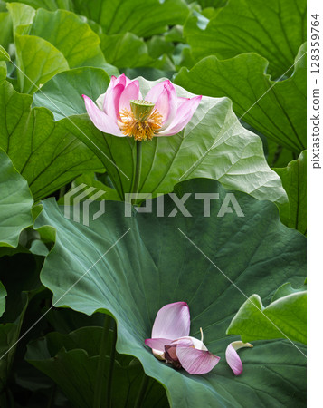 一朵接近生命盡頭的蓮花，花瓣飄落到葉子上 128359764