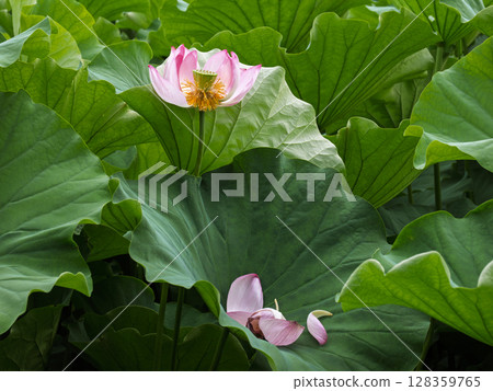 一朵接近生命盡頭的蓮花,花瓣飄落到葉子上 一朵接近生命盡頭的蓮花,花瓣飄落到葉子上 128359765