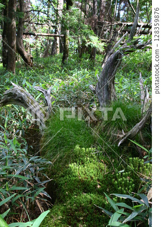 禦台原夏天 禦台原夏天 128359876