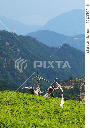 禦台原夏天 128359946