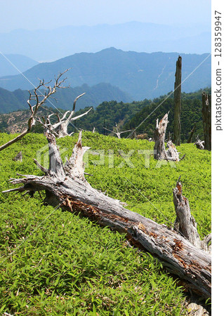 Odaigahara summer 128359947