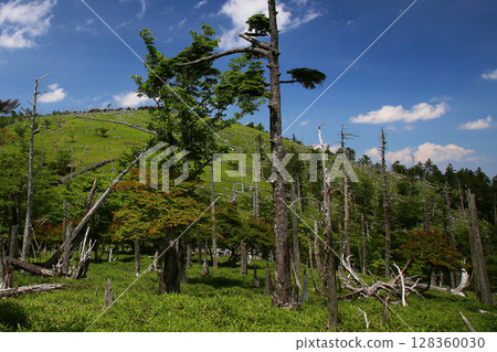 Odaigahara summer Odaigahara summer 128360030