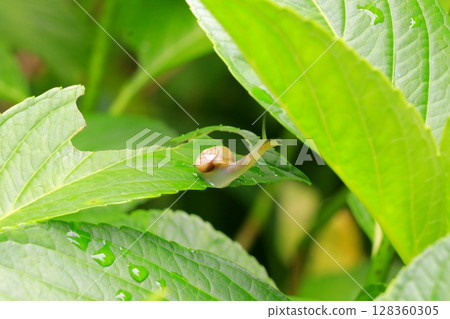 棲息在繡球花葉上的蝸牛 128360305
