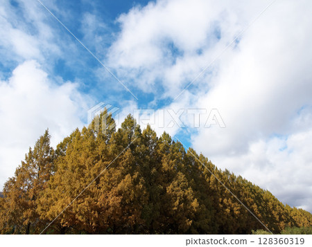 Autumn sky and metasequoia trees 128360319