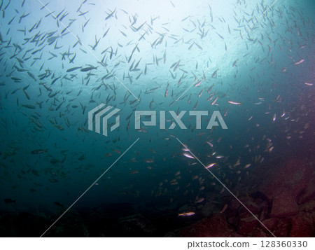 潛水員看到的藍色海和魚 潛水員看到的藍色海和魚 128360330
