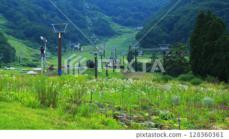Hakuba Goryu Alpine Botanical Garden Nagano Prefecture 128360361