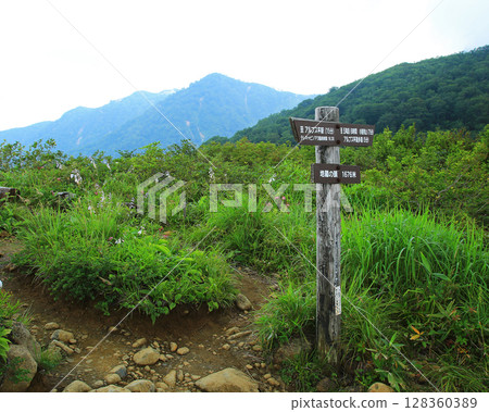 白馬五龍高山植物園 長野縣 白馬五龍高山植物園 長野縣 128360389