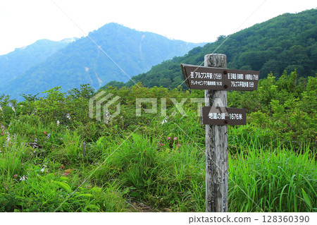 Hakuba Goryu Alpine Botanical Garden Nagano Prefecture 128360390
