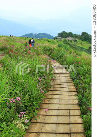 Hakuba Goryu Alpine Botanical Garden Nagano Prefecture Hakuba Goryu Alpine Botanical Garden Nagano Prefecture 128360400