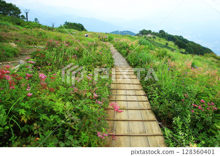 Hakuba Goryu Alpine Botanical Garden Nagano Prefecture Hakuba Goryu Alpine Botanical Garden Nagano Prefecture 128360401
