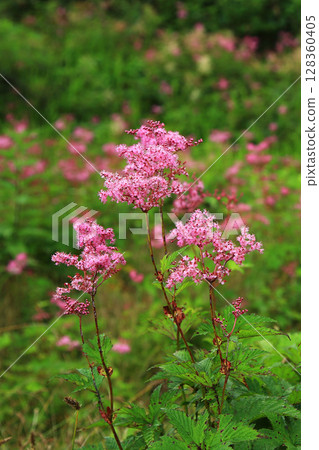 Hakuba Goryu Alpine Botanical Garden Nagano Prefecture 128360405