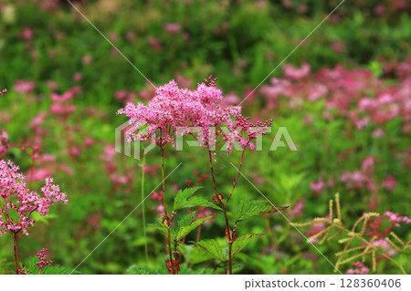 Hakuba Goryu Alpine Botanical Garden Nagano Prefecture 128360406