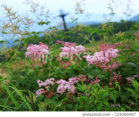 Hakuba Goryu Alpine Botanical Garden Nagano Prefecture 128360407