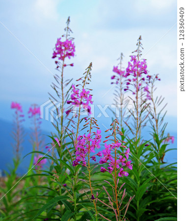 Hakuba Goryu Alpine Botanical Garden Nagano Prefecture 128360409