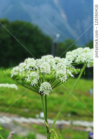 Hakuba Goryu Alpine Botanical Garden Nagano Prefecture Hakuba Goryu Alpine Botanical Garden Nagano Prefecture 128360416