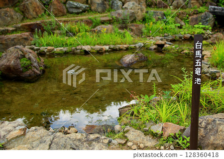 Hakuba Goryu Alpine Botanical Garden Nagano Prefecture 128360418