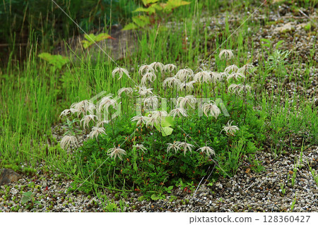 白馬五龍高山植物園 長野縣 128360427