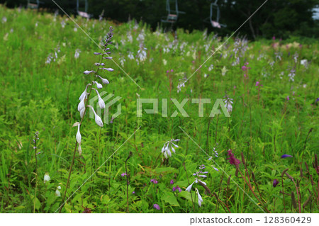 Hakuba Goryu Alpine Botanical Garden Nagano Prefecture 128360429