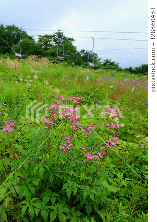 Hakuba Goryu Alpine Botanical Garden Nagano Prefecture 128360431