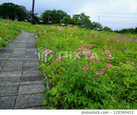 Hakuba Goryu Alpine Botanical Garden Nagano Prefecture 128360432