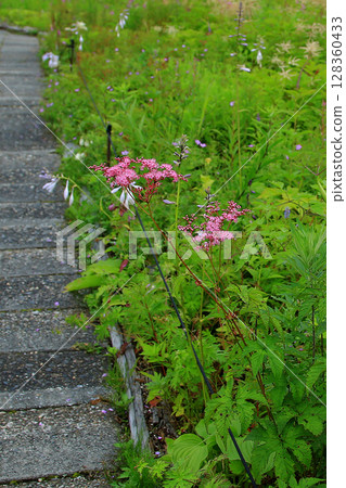 Hakuba Goryu Alpine Botanical Garden Nagano Prefecture 128360433