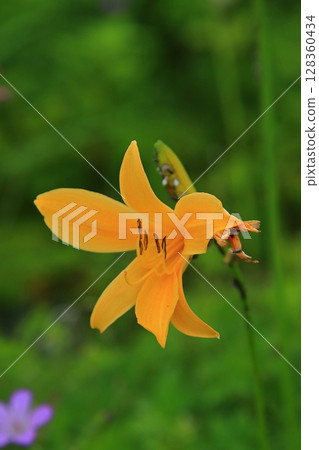 Hakuba Goryu Alpine Botanical Garden Nagano Prefecture 128360434