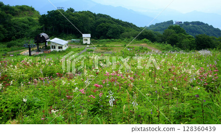 Hakuba Goryu Alpine Botanical Garden Nagano Prefecture 128360439